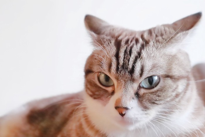 耳を倒して不機嫌そうな猫のアップ