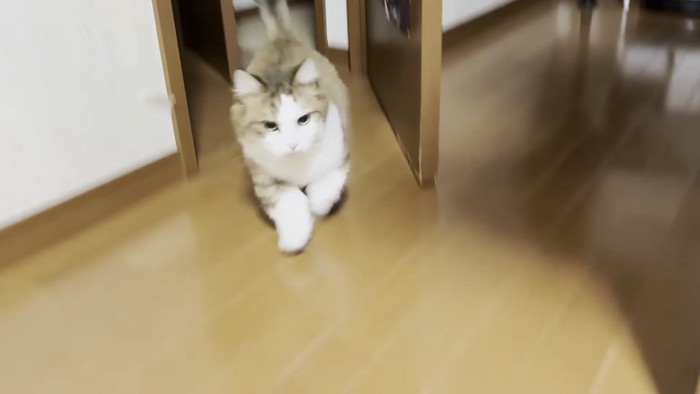 ドアから出てくる猫の写真3