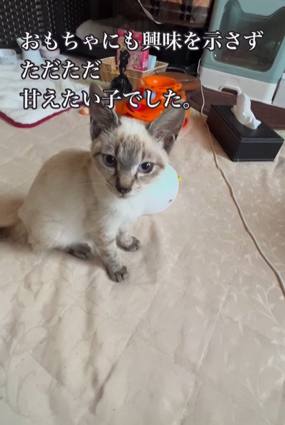 カメラの方を見る猫