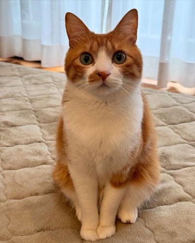 座る猫