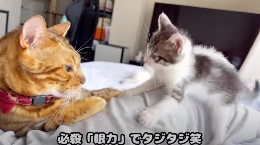 子猫を睨む先住猫