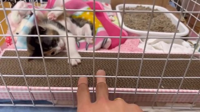 ケージの間の指に手を伸ばす子猫