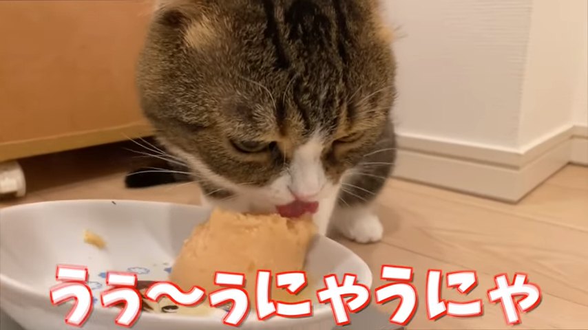 喋りながら食べる猫