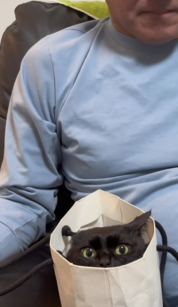 紙袋に入った猫の写真2