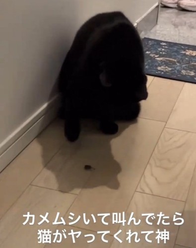 カメムシを凝視する黒猫
