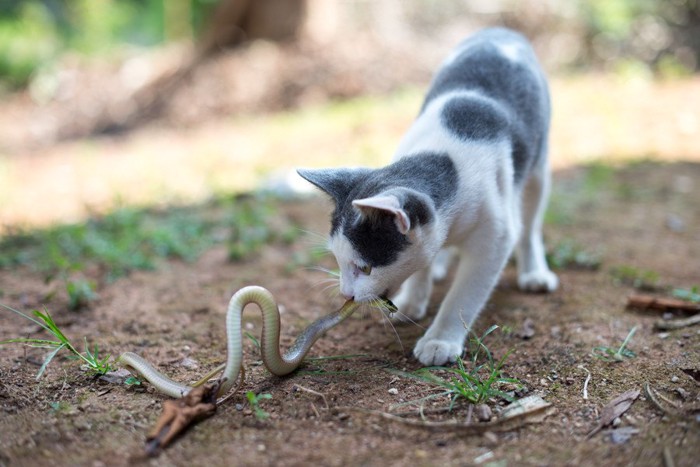 蛇と戦う猫