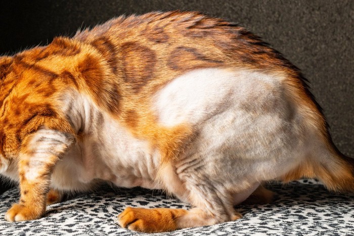 広範囲脱毛している猫