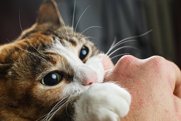 猫に噛まれる手のアップ