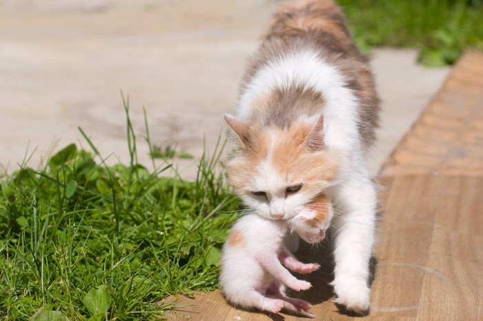 子猫をくわえて運ぶ母猫