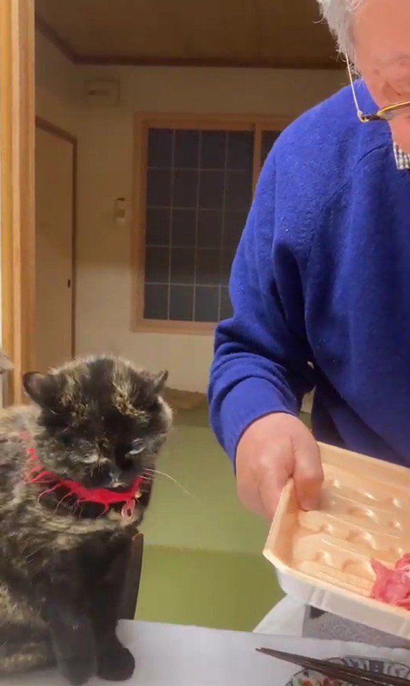 飼い主と猫