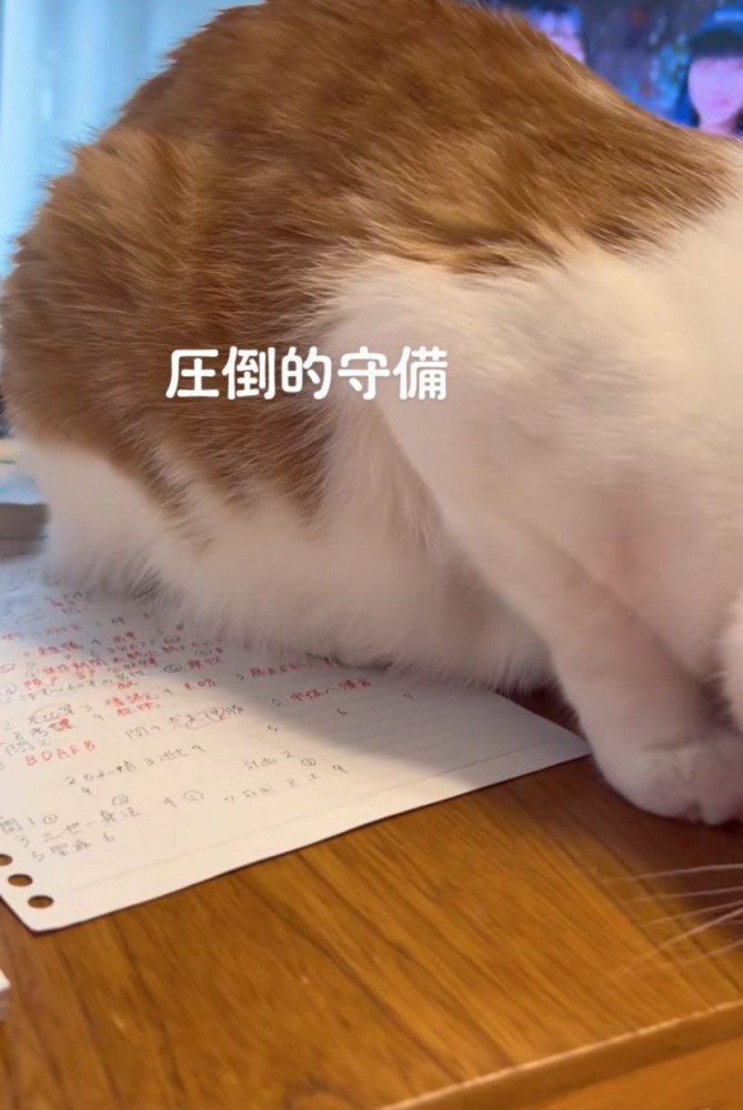 宿題の上に座り込む猫