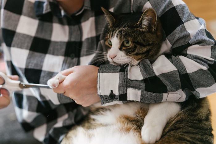 飼い主に爪切りをされている猫