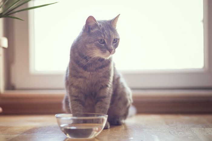 水の入ったボウルの前に座る猫