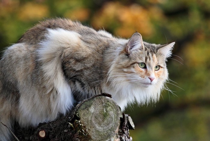 長毛種の猫