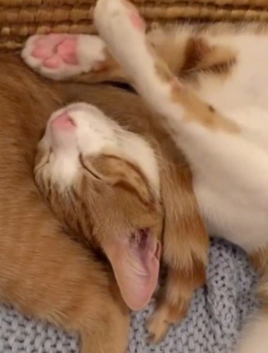 茶トラ猫のしっぽが首の上にかかっている茶白猫