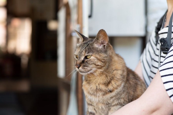 膝の上に乗る猫