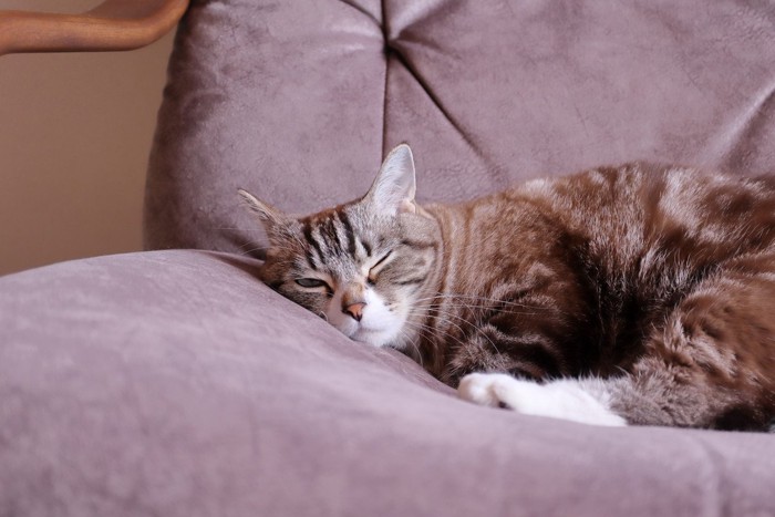 ソファの上で薄眼を開ける猫