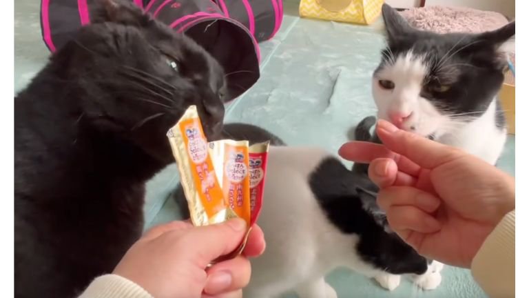 おやつを食べている猫