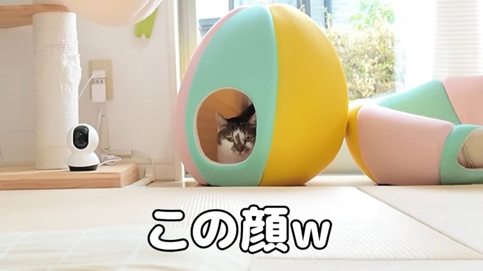 この顔w