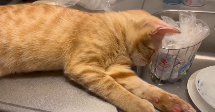キッチン台でくつろぐ猫