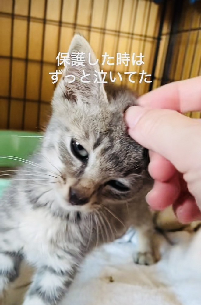 ケージの中でママに頭を撫でられる子猫