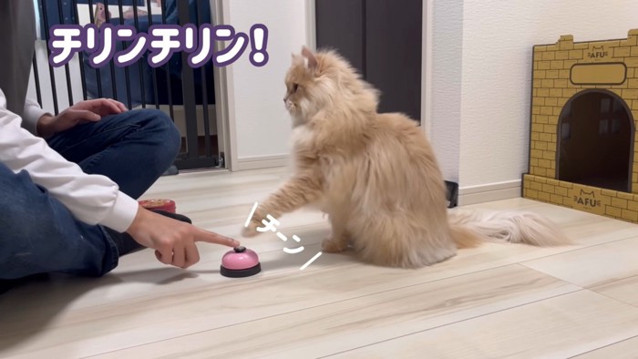 ベルを押すサイベリアン