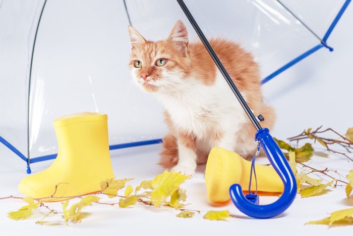 傘の中にたたずむ猫
