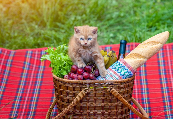 籠に入った食材に手を出す茶色い猫