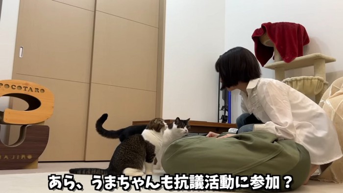 人を見る猫と隣に立つ猫