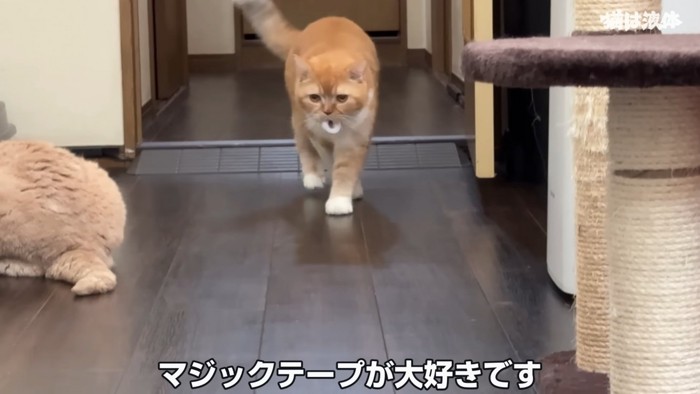 マジックテープをくわえる猫