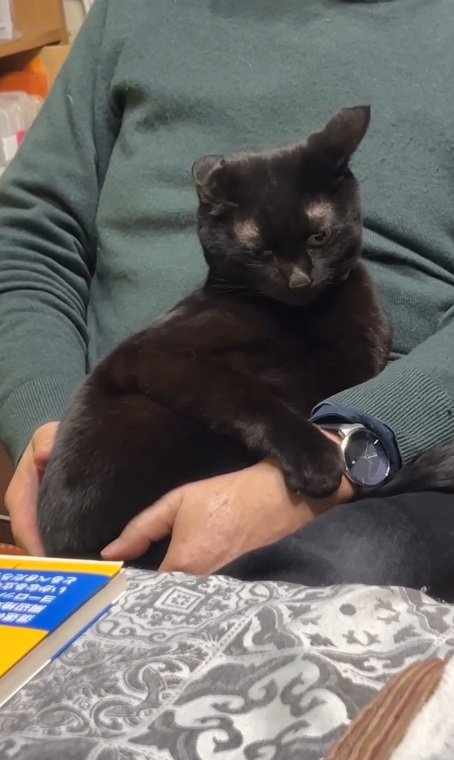 抱っこされる猫