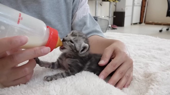 ミルクを飲むサバトラの子猫