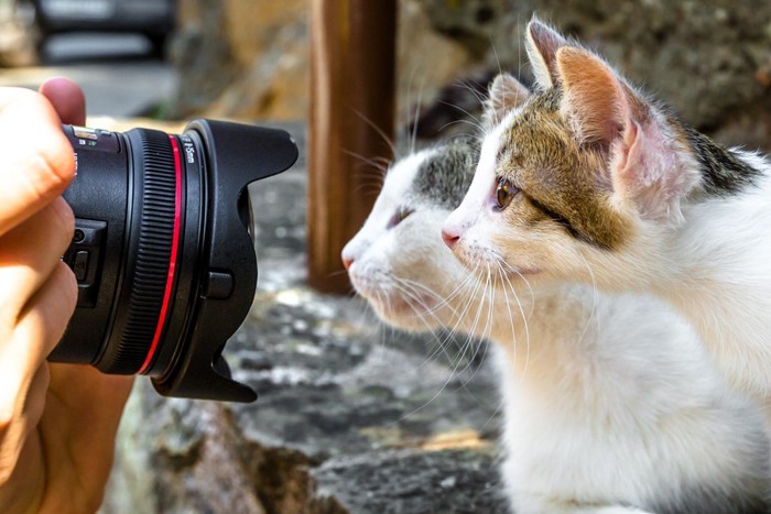 写真を取られる猫達