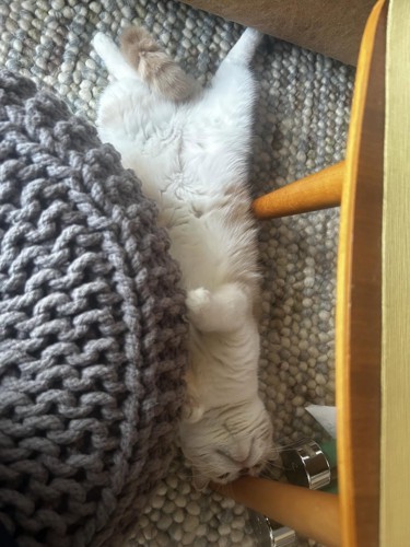 仰向けの猫
