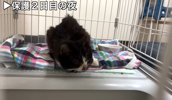 苦しそうな表情の猫