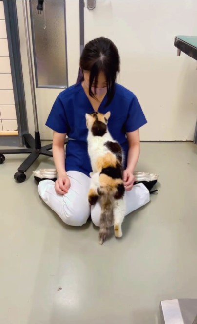 人の膝の上に乗る猫