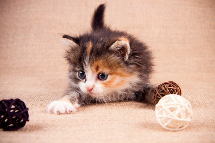 ボールで遊ぶ子猫