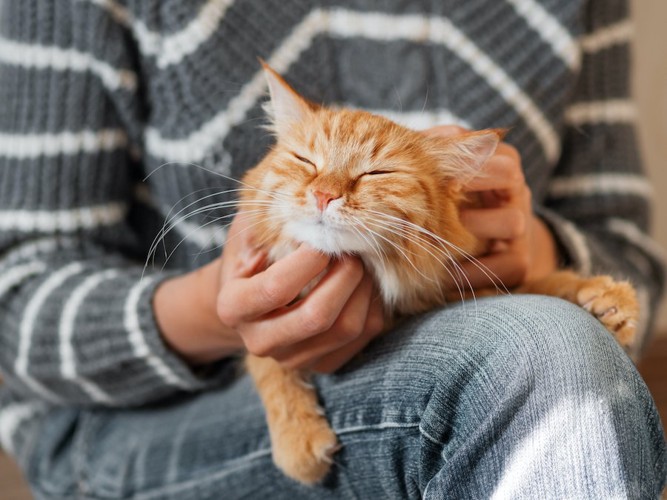 飼い主の膝の上で撫でられて気持ちよさそうにしている猫