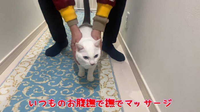 撫でられる猫