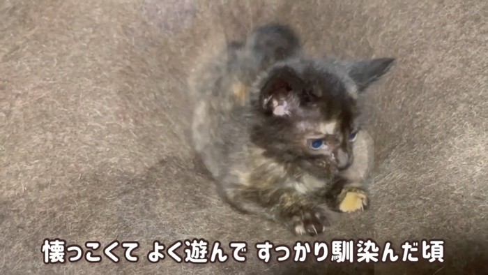 座る子猫