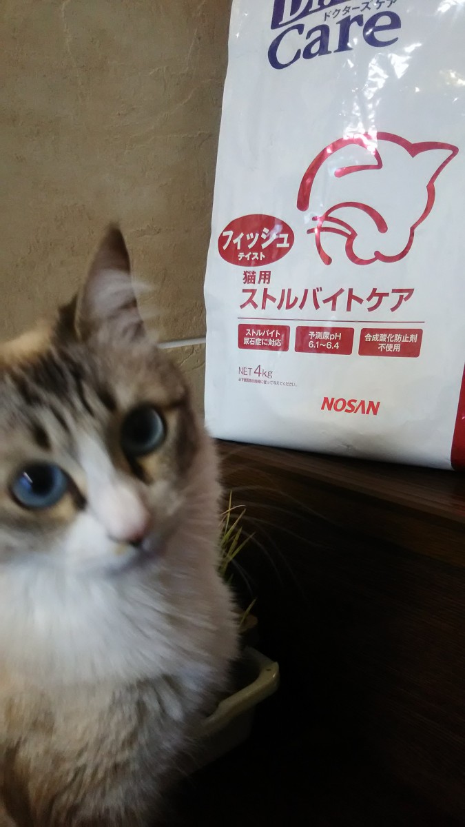 ＃こっち向いてる猫とごはん