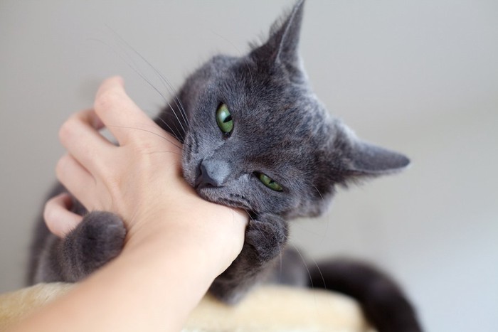 飼い主の手を噛むグレーの猫