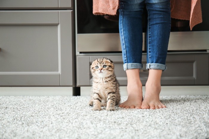 人の足もとに座る子猫