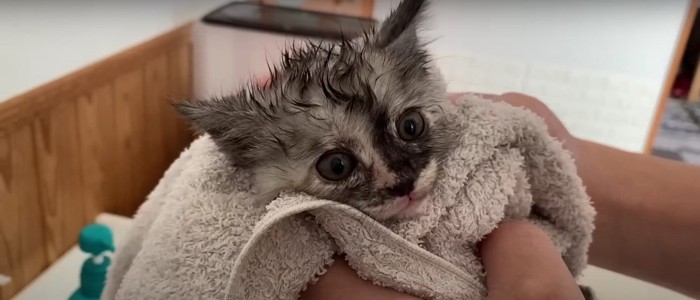 タオルで身体を拭かれている子猫