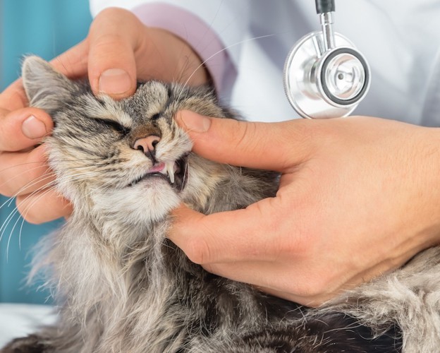 獣医師に診察される猫