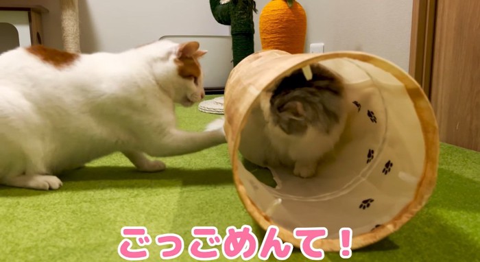 パンチする猫