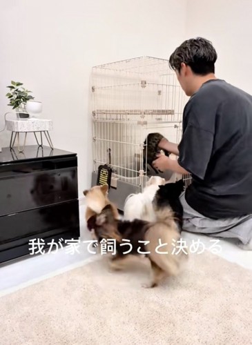 ケージに入れられる子猫