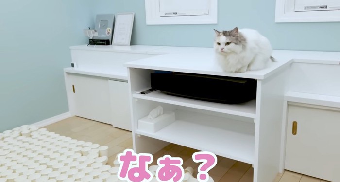 棚の上の猫