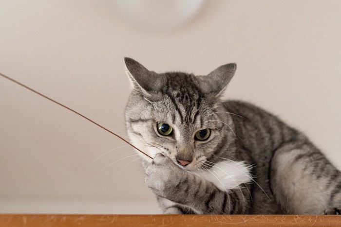 猫じゃらしをくわえる猫
