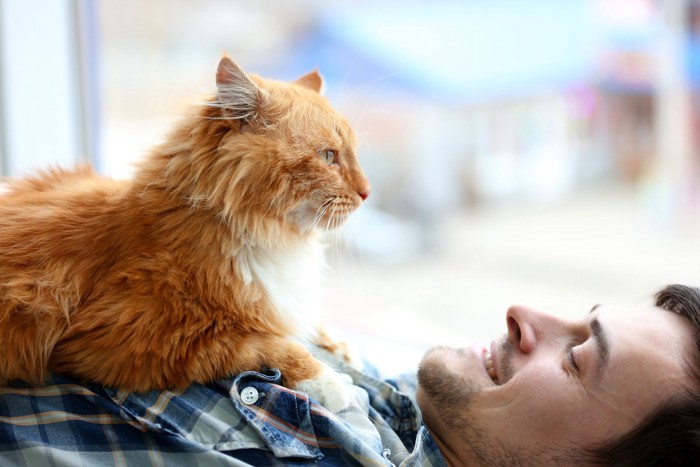 男性の上に乗っかる猫